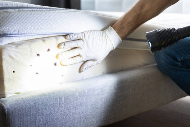 Best Emergency Pest Control  in South Wallins, KY