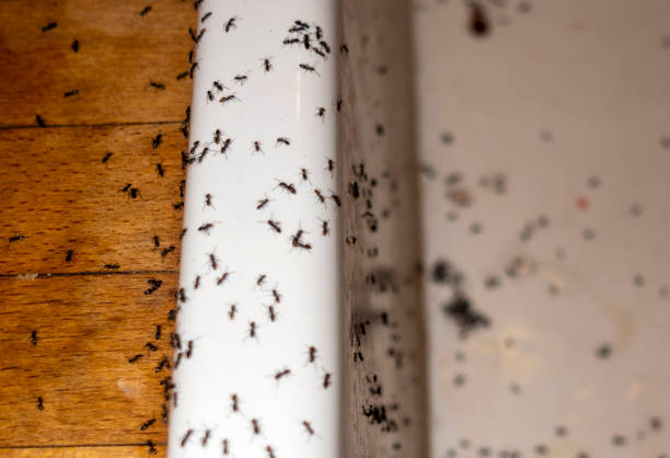 Best Rat Extermination Near Me  in South Wallins, KY