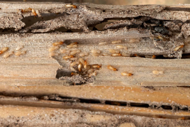 Best Affordable Pest Control Services  in South Wallins, KY