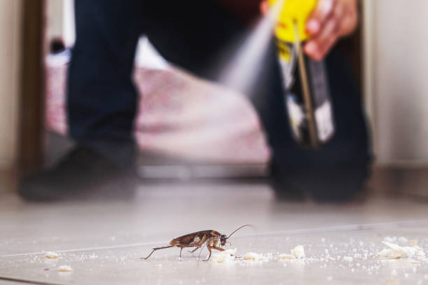 Best Pest Control Near Me in South Wallins, KY